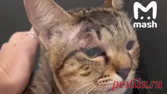 Кошка спасла семью россиян на Бали от змеи и чудом выжила сама. На Бали кошке понадобилась помощь после того, как она защитила семью хозяев. Об этом сообщает Mash. Туристы из Екатеринбурга решили отправиться на курорт вместе с детьми, с собой они также взяли кошку Масю. Спустя какое-то время, ...