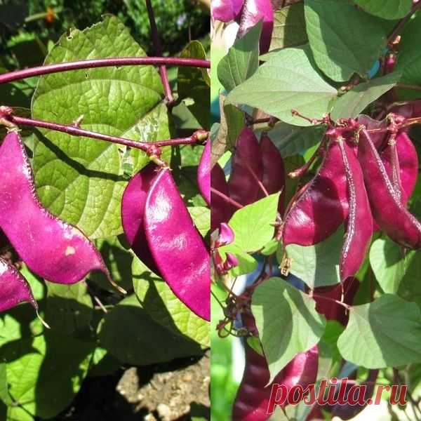 Вкусные гиацинтовые бобы с красивыми цветами — 6 соток