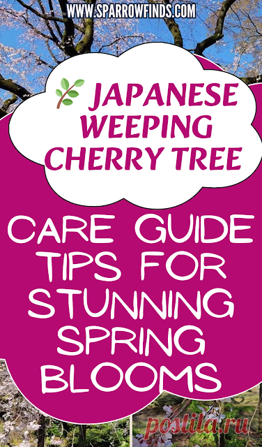 Japanese Weeping Cherry Tree Tips for Flowering Trees – Sparrow finds from Japan