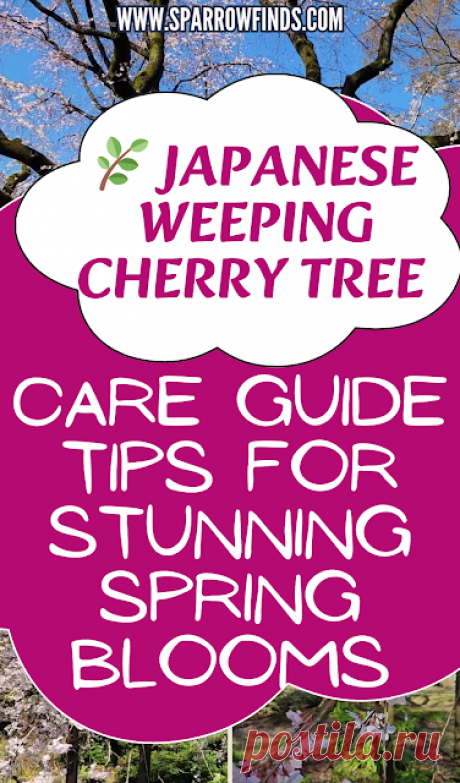 Japanese Weeping Cherry Tree Tips for Flowering Trees – Sparrow finds from Japan