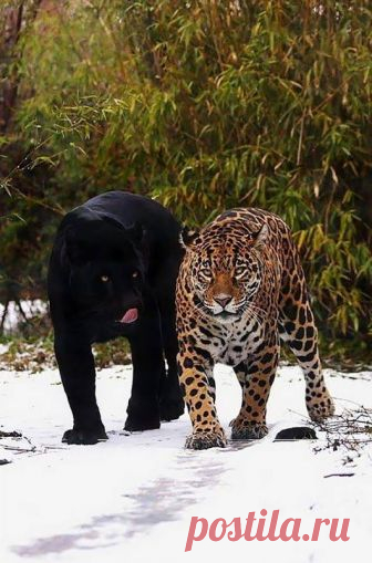 (94) Facebook