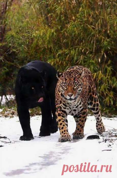 (94) Facebook