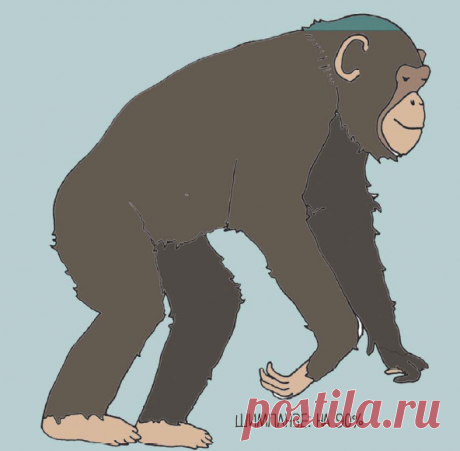 Вот еще один интересный факт: гены человека на 90% совпадают с генами шимпанзе и на 69% — с утконосом