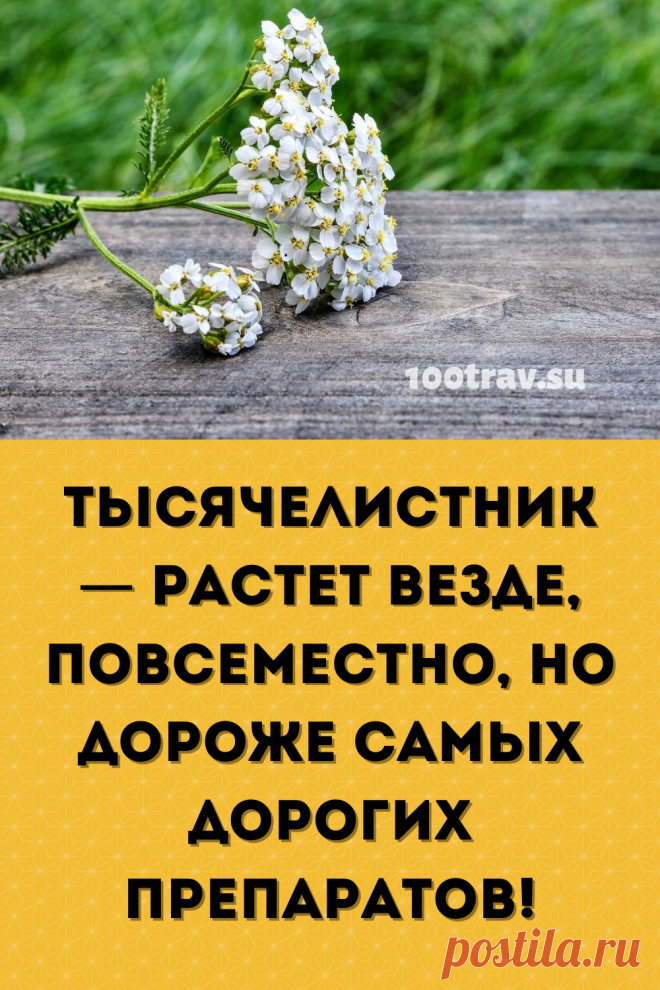 Тысячелистник является лучшим кровоостанавливающим средством среди всех известных нам средств. Он мгновенно останавливает кровотечение при местном и внутреннем применении. Остановка происходит без образования тромбов. Поэтому он показан при любом кровотечении (кроме артериальных) и в любом возрасте.