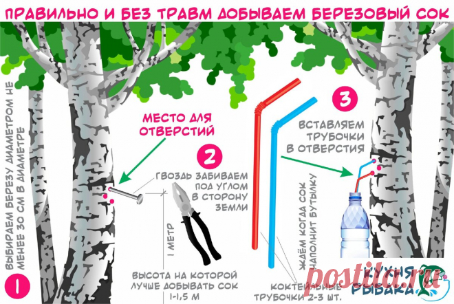 Самый щадящий способ добычи берёзового сока | Кухня рыбака | Яндекс Дзен