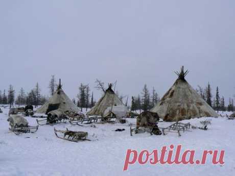 Дикое племя »