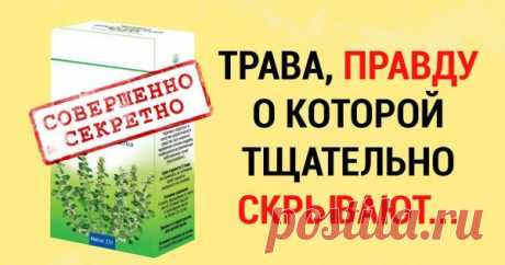 Чудо-трава, или хирург без скальпеля. Снимает воспаления, заживляет раны, растворяет камни в почках, и не только чить многие заболевания, которые современная медицина не может вылечить без хирургического вмешательства. За это ее называют «хирург от природы» или «хирург без скальпеля». А научное название этой тра…