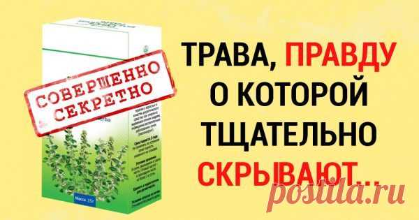 Чудо-трава, или хирург без скальпеля. Снимает воспаления, заживляет раны, растворяет камни в почках, и не только чить многие заболевания, которые современная медицина не может вылечить без хирургического вмешательства. За это ее называют «хирург от природы» или «хирург без скальпеля». А научное название этой тра…