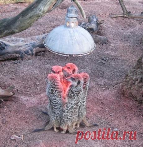 Животные, которые тоже очень хотят тепла
