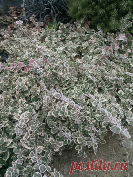 Бересклет Форчуна «Эмеральд Гаити» (Euonymus fortunei «Emerald Gaiety») зимой