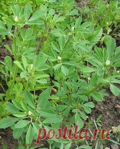 Triqonella foenum qraecum) Однолетник. Пряно-ароматическое растение. Входит в состав хмели-сунели.