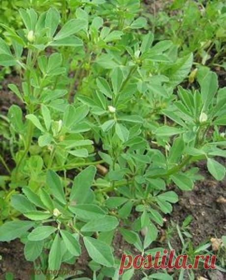 Triqonella foenum qraecum) Однолетник. Пряно-ароматическое растение. Входит в состав хмели-сунели.