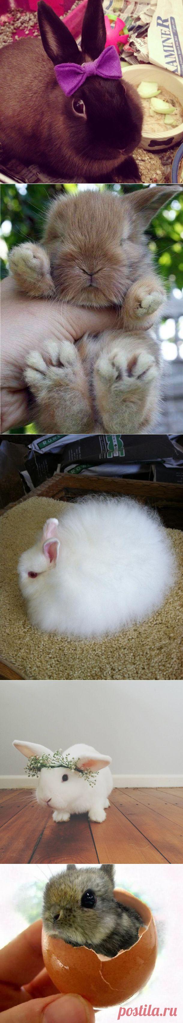 Забавные кролики и крольчата