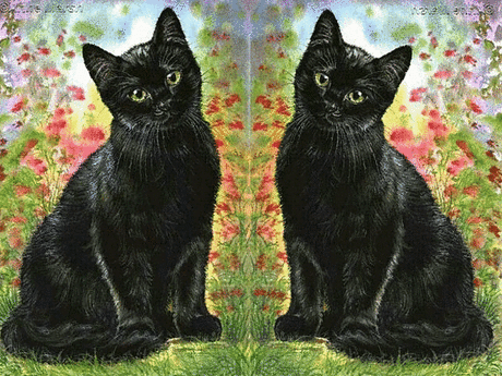 Котятки