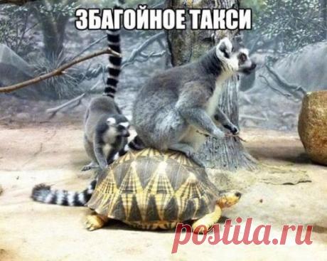 (62) Одноклассники