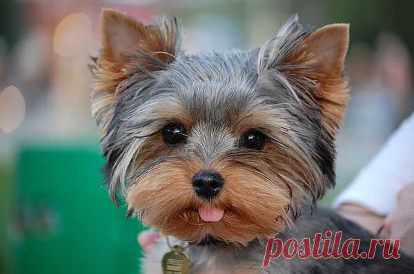 -Ути-пути-пути....