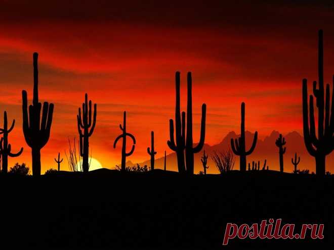 кактусы соноры: 2 тыс изображений найдено в Яндекс.Картинках