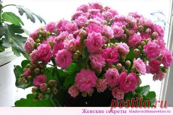 Каланхоэ. Секреты повторного цветения

Купив пышущий здоровьем и буквально усыпанный цветоносами каланхоэ, мы надеемся на то, что новое растение будет радовать нас обильным цветением из сезона в сезон.

Но чаще всего бывает наоборот, когда после длительного цветения и отдыха растение не зацветает вновь. Растение сильно вытягивается, а листочки становятся редкими. Причина кроется в неправильном уходе.

Факторы, из-за которых каланхоэ не хочет цвести http://kladovochkasovetov.ru/sadovyiy-mir