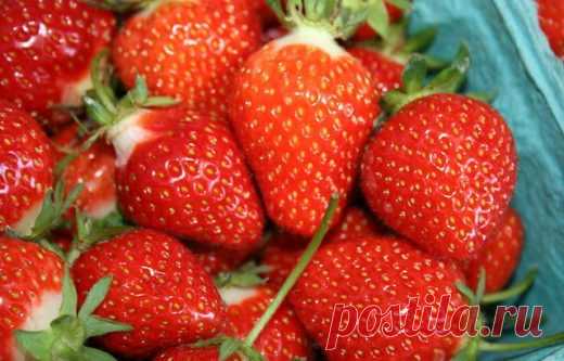 5 ОЧЕНЬ важных правил по уходу за клубникой в июле 

 

В июле, августе и сентябре у клубники наступает вторая волна наращивания листьев, а также отрастание новых рожков и закладка новых цветковых почек. В рожках откладываются питательные вещества. Им…