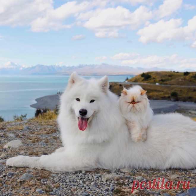 Улыбчивый пес и хмурый кот
