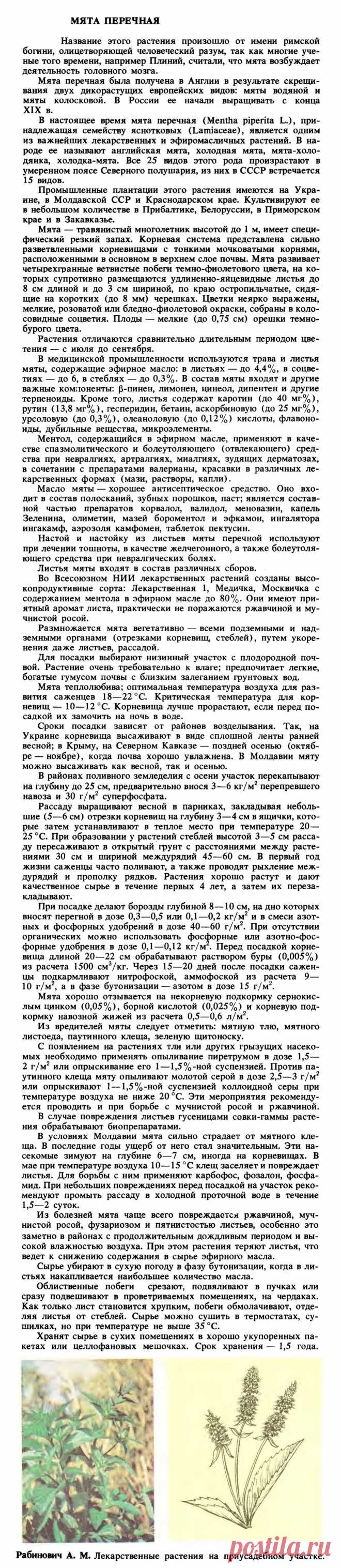 Мята перечная
