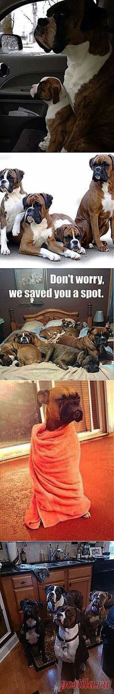Boxers! on Pinterest