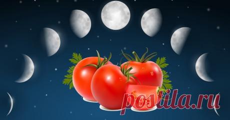 Выращивание томатов по Лунному календарю в 2019 году Спланировать посадку томатов, их подкормку, пасынкование и другие работы в соответствии с Лунным календарем-2019 поможет наша статья.