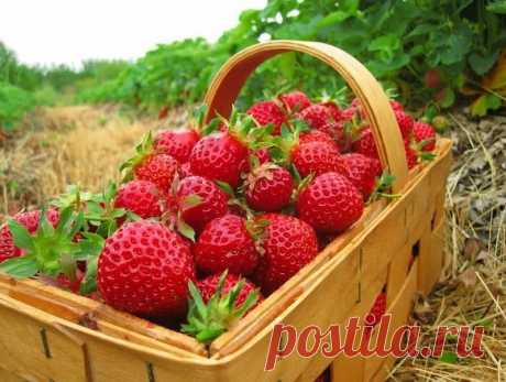 Дешевая подкормка клубники для большого урожая. Как только на кустиках начнут формироваться бутоны и первые цветы, нужно добавить бор.