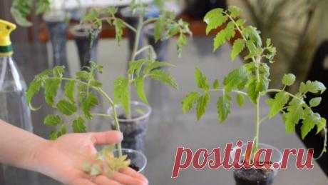 Удобрение для рассады помидор