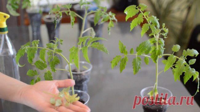 Удобрение для рассады помидор