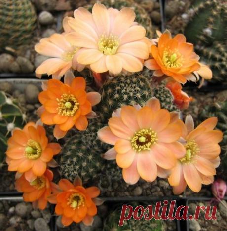 Rebutia pygmaea 'haagei' elegantula WR 502 | Pinterest • Всемирный каталог идей
