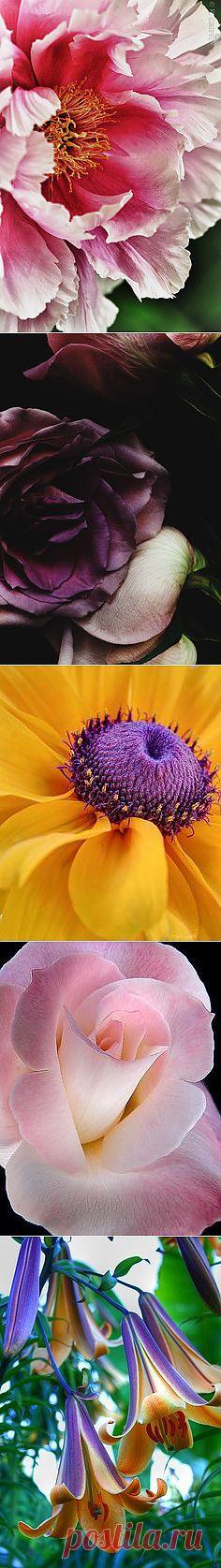 Everyone loves flowers