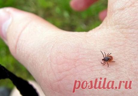 Простейший трюк, который гарантировано спасет от укусов клещей. | На даче