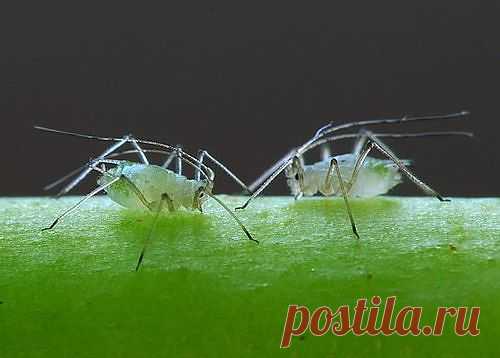 Борьба с вредителями сада, огорода.