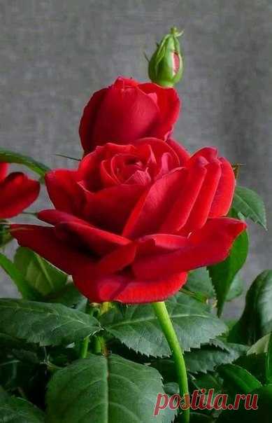 😍Неотразимая👑 красота🌹королевы👑цветов😍