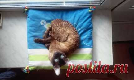 Услуги - Вязка корниш-рекс Ch. Bernstein в Санкт-Петербурге предложение и поиск услуг на Avito — Объявления на сайте Avito