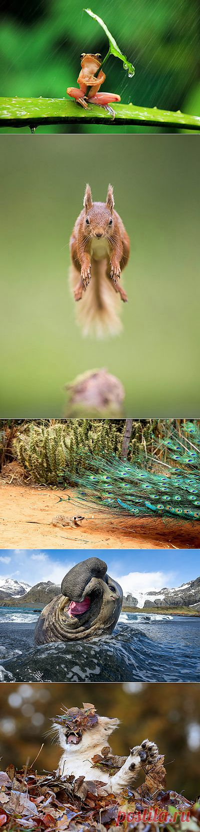 Фотографии смешных животных 2013 года.