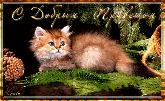 ЖИВЫЕ ФОТОГРАФИИ. AMAZING GIF – Google+