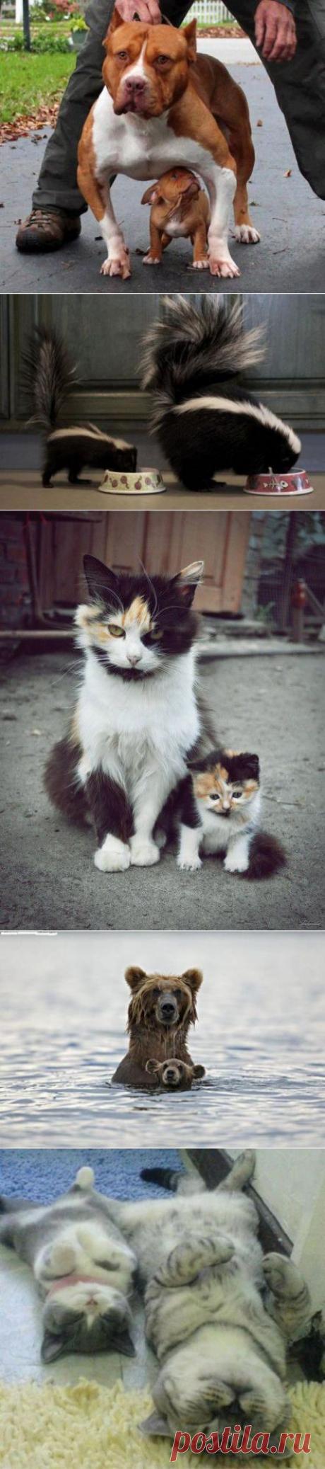 Рядом с мамочкой … | ВШоке.инфо