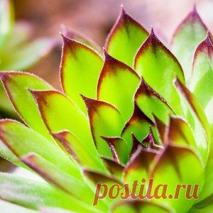 Молодило – выращиваем в квартире "каменную розу"