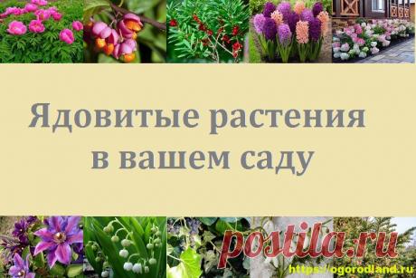 Ядовитые растения в саду. Топ 10 опасных для здоровья