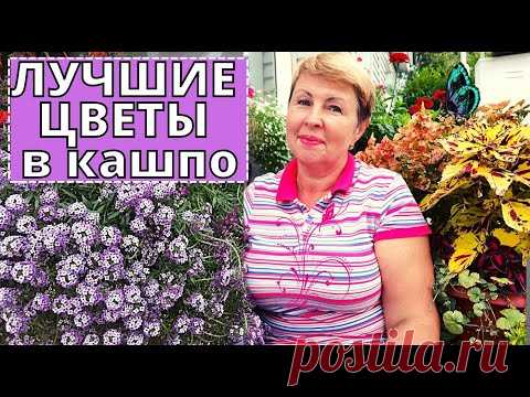 Цветы, которые  я буду сажать в кашпо всегда. Планы на 2022 год