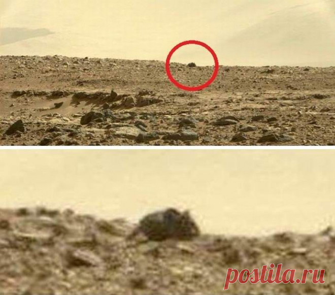 На Марсе обнаружилась мышь-великан