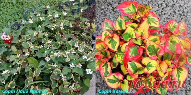 Хауттюйния - сорта, особенности посадки и ухода, размножение