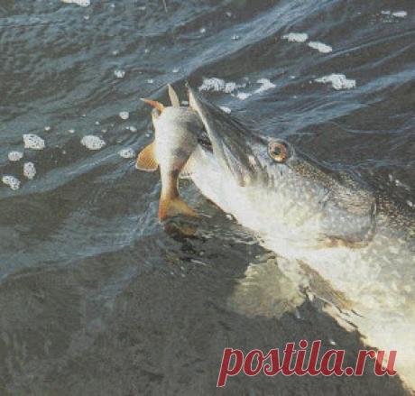 Ловля на «дорожку» безо всяких «если» и «но»