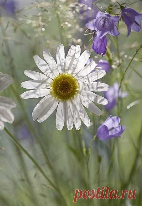 (11) цветы для друзей