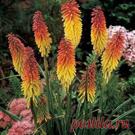 Amazon.com : Red Hot Poker- 50 Seeds : Garden & Outdoor