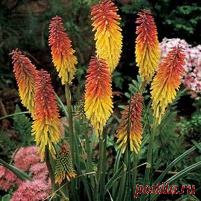 Amazon.com : Red Hot Poker- 50 Seeds : Garden & Outdoor