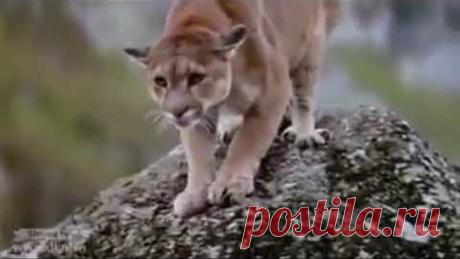 Видео,которое меня потрясло,не знаю как это снимали!