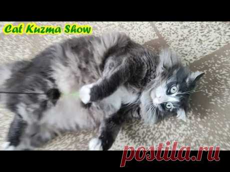 Кот Кузьма не желает спать, КОТ ЖЕЛАЕТ ИГРАТЬ
Смешной кот. Кот Кузьма Шоу